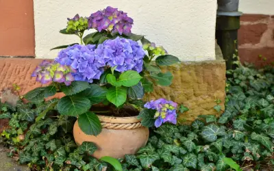 Hortensias bleus et violets dans un pot en terre cuite, entourés de lierre. Idéal pour savoir que planter avec des hortensias.