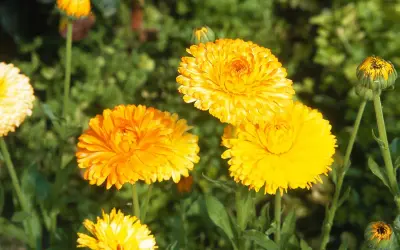 Plusieurs soucis fleur aux teintes orangées et jaunes éclatantes s'épanouissent dans un jardin verdoyant.