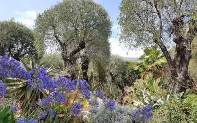 Jardin méditerranéen luxuriant avec des agapanthes bleues éclatantes, des oliviers centenaires et des plantes succulentes. Un paradis de plantes plein soleil sans arrosage.