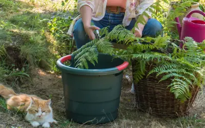 Préparation du purin de fougère. Une personne coupe des fougères près d'un seau vert et d'un panier en osier. Un chat roux se repose à proximité.