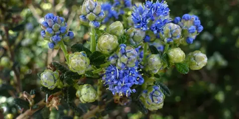 Grappe de fleurs bleues et de bourgeons verts d'un ceanothe rampant, sur fond flou de verdure.