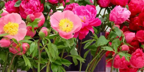 Un bouquet de pivoines roses et fuchsia, certaines en bouton, prêtes à être plantées.
