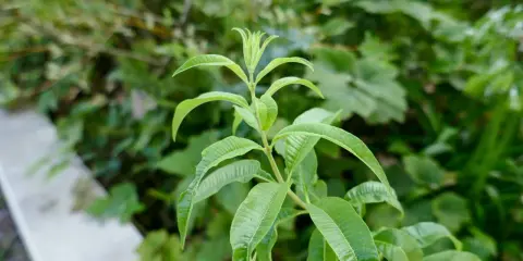 Une tige de verveine citronnelle aux feuilles vertes vives pousse dans un jardin.