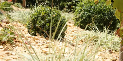 Un jardin avec des buis et des graminées sur un paillage de copeaux de bois. Un choix esthétique et pratique pour savoir quel paillage choisir.