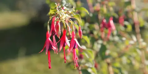 Grappe de fleurs de fushia aux pétales rouges vifs et au cœur violet, pendantes comme des clochettes.