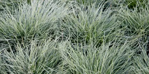 Gros plan sur des touffes d'herbe bleu-vert aux fines feuilles dressées.