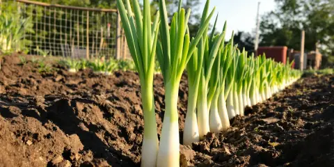 Ligne de jeunes poireaux plantés dans la terre, prêts à pousser.