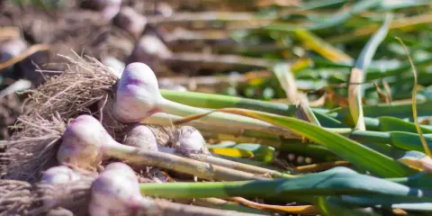 Des têtes d'ail fraîchement récoltées, avec leurs racines et leurs tiges vertes, sont alignées sur le sol. Une belle récolte prête à planter.