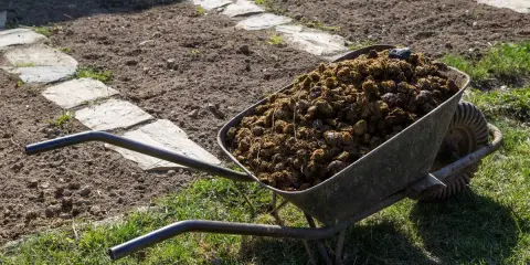 Brouette remplie de fumier de cheval, prête à fertiliser le potager. Le chemin de dalles de pierre serpente dans la terre labourée.
