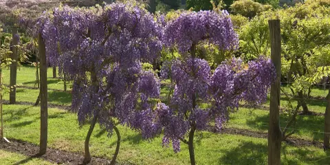 Magnifique glycine arbre en pleine floraison, ses grappes violettes tombent en cascade sur un tapis d'herbe verte.