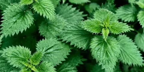 Feuilles d'ortie vertes et dentelées, prêtes pour l'utilisation du purin d'ortie au jardin.