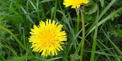 Deux pissenlits jaunes éclatants dans l'herbe verte.