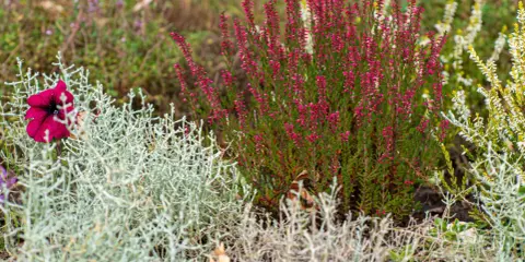 Plante de bruyère rose et fleur pourpre dans un jardin avec des plantes grises et vertes.
