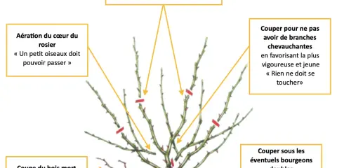 Illustration d'un rosier avec des indications de taille sur ses branches.
