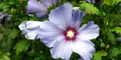 Fleurs d'hibiscus bleues et violettes, avec des détails sur l'entretien et la floraison.