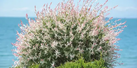 Saule crevette sur tige aux feuilles panachées de blanc et de rose, avec la mer en arrière-plan.