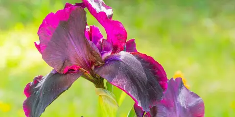 Magnifiques iris aux teintes sombres et fuchsia, prêts à être plantés pour embellir le jardin.