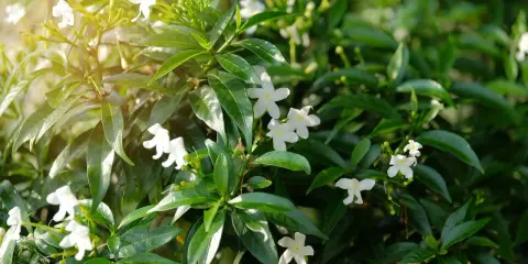 Bouture de jasmin aux petites fleurs blanches épanouies, baignée de soleil.