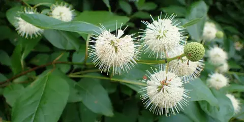 Fleurs blanches en forme d'étoiles sur un arbuste ombre persistant, avec des feuilles vertes luxuriantes.