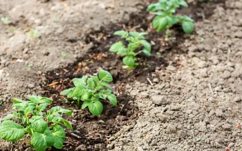 Jeunes plants de pommes de terre poussant dans une terre argileuse, alignés dans un champ.