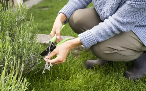 Une personne taille une plante verte avec des ciseaux. C'est le temps de levée du gazon, parfait pour entretenir le jardin.