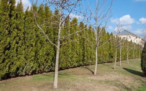 Une haie anti bruit dense et verte borde un jardin avec des arbres dénudés. Au loin, une maison aux toits bleus se dessine.