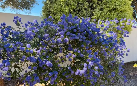 Un buisson de lilas de Californie explose de fleurs bleues vives sous un ciel clair.