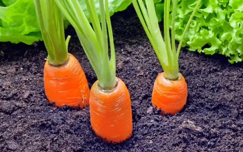 Trois carottes orange poussent dans la terre, avec des feuilles de laitue verte en arrière-plan.