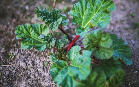 Jeune plant de rhubarbe aux feuilles vertes et nervurées, tiges rouges. Le purin de rhubarbe est un excellent engrais naturel.
