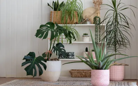 Collection de plantes d'intérieur, dont un Monstera et un Aloe Vera, dans des pots décoratifs. Un coin verdoyant idéal pour une plante extérieur sans entretien.