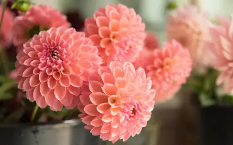 Un bouquet de fleurs dahlia roses, aux pétales délicats et parfaitement arrangés, évoque la douceur de l'été.