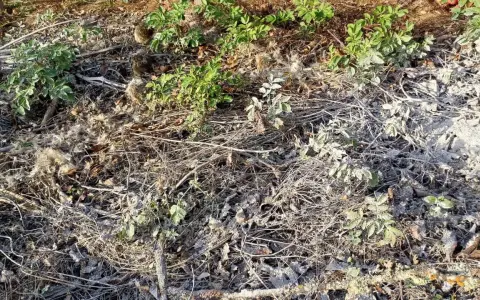 Terre recouverte de brindilles sèches, de feuilles mortes et d'une fine couche de cendre dans un jardin. Quelques pousses vertes émergent.
