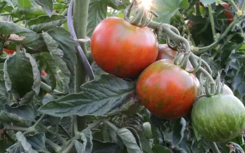 Gros fruits tigrés sur un pied de tomate, certains mûrs et rouges, d'autres encore verts. Le soleil brille à travers les feuilles.