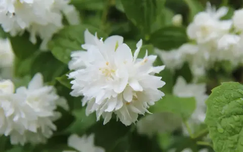 Gros plan sur une fleur de seringat double, ses pétales blancs délicats contrastant avec le feuillage vert. Une taille de seringat bien entretenue.