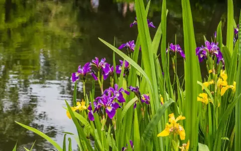 Des iris d'eau violets et jaunes s'épanouissent au bord d'un étang aux reflets verts.
