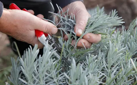 Mains tenant des ciseaux rouges pour la taille lavande. Les tiges grises de la plante sont coupées.