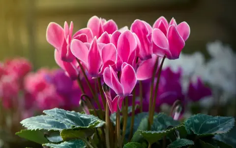 Un bouquet de cyclamen extérieur aux pétales roses vifs, illuminés par la lumière du soleil. Leurs feuilles vertes et marbrées complètent ce tableau printanier.