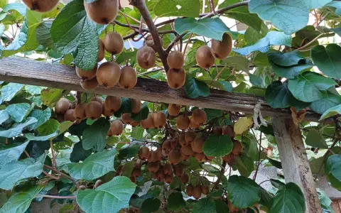 Un kiwi arbre chargé de fruits bruns et duveteux, suspendus à des branches sous un support en bois.