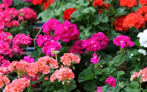 Gros plan sur des géraniums aux couleurs vives, roses, rouges et blancs. L'arrosage des géraniums est essentiel pour leur floraison éclatante.