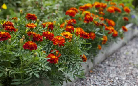 Un parterre d'oeillet d'inde potager aux couleurs vives, rouge et orange, borde un chemin de gravier.