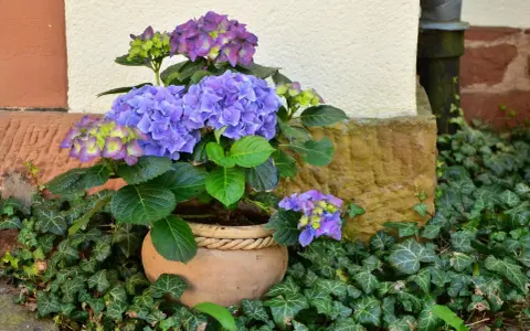 Hortensias bleus et violets dans un pot en terre cuite, entourés de lierre. Idéal pour savoir que planter avec des hortensias.