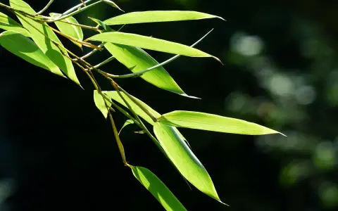 Bouture de bambou aux feuilles vertes translucides, éclairées par le soleil, sur fond sombre et flou.