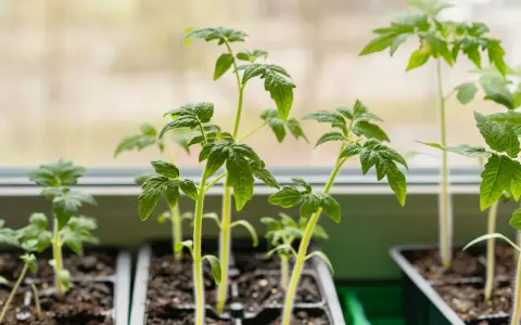 Jeunes plants de tomates en pleine croissance dans des godets, prêts pour leur plantation.