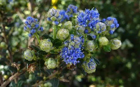Grappe de fleurs bleues et de bourgeons verts d'un ceanothe rampant, sur fond flou de verdure.