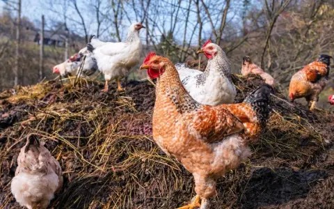 Plusieurs poules picorent sur un tas de fumier de poule, un engrais naturel riche pour le jardin.