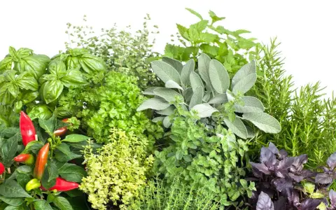 Un assortiment de plantes aromatiques : basilic, persil, sauge, thym, romarin, menthe, origan et piments. Idéal pour savoir quelles plantes aromatiques planter ensemble.