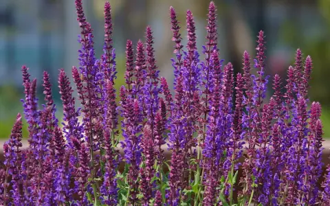 Épis de sauge ornementale aux teintes violettes et pourpres, se dressant fièrement dans un jardin ensoleillé.