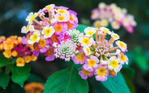 Grappes de fleurs de lantana camara aux couleurs vives, rose, jaune et blanc, sur fond vert sombre.