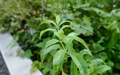 Une tige de verveine citronnelle aux feuilles vertes vives pousse dans un jardin.