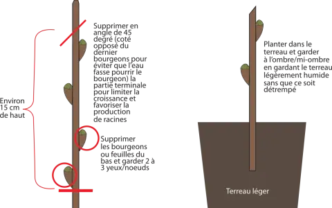 Illustration montrant la préparation d'une bouture d'arbuste et sa plantation.
